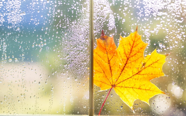 A yellow dry maple leaf stuck to the wet glass of the window with raindrops Autumn mood weather forecast