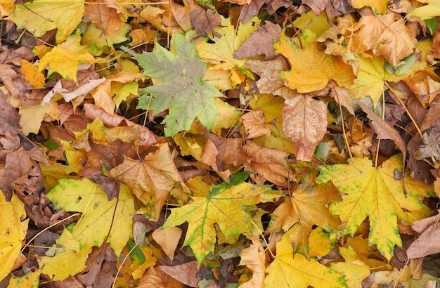 Yellow dry maple leaves on the ground, top view