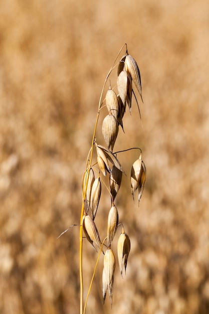 Foto gambi gialli secchi di avena durante la maturazione e la disponibilità alla raccolta, primo piano del raccolto agricolo