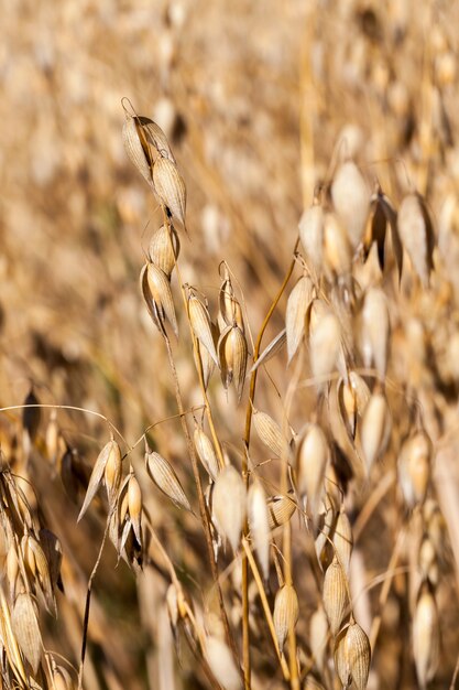 熟成中のオーツ麦の黄色い乾燥した茎と収穫の準備、農業収穫のクローズアップ