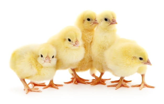 Yellow ducklings isolated on white background