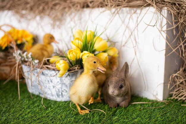 Yellow ducklings walk on green grass