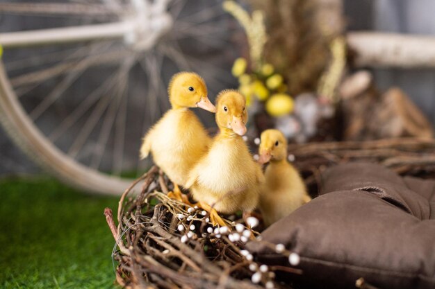 Yellow ducklings in a wooden basket