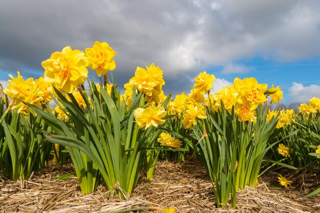 Yellow dutch daffodil flower close up low angle of view with blue sky background