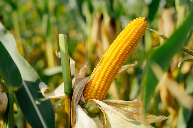 Yellow ear of corn in the field