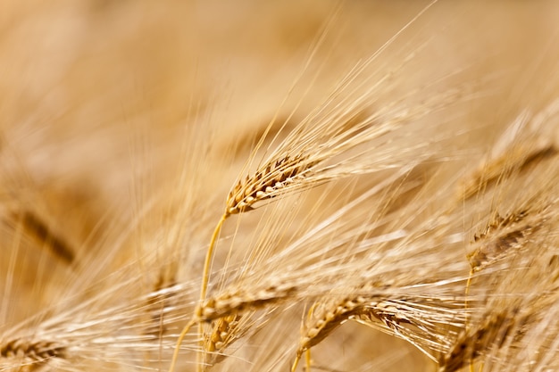 Yellow ear of wheat