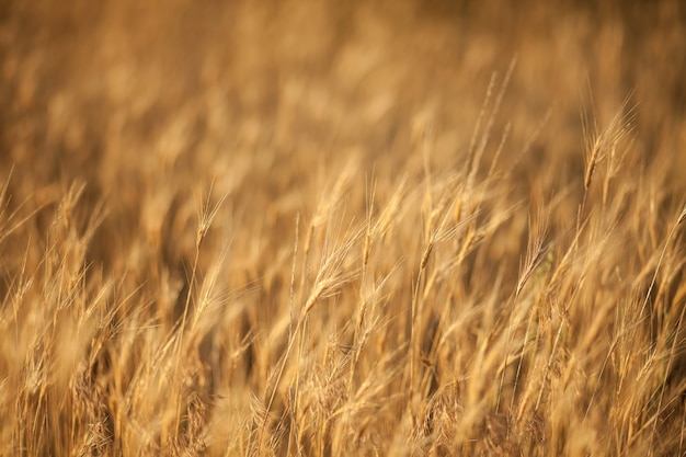 Yellow ears on the field. background