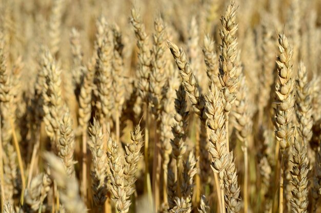 yellow ears spikelets of ripe wheat close up natural background