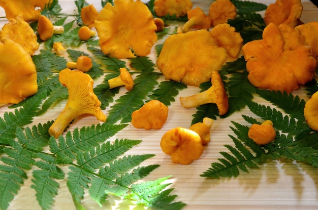 Yellow edible mushrooms chanterelle with green fern on natural wooden background