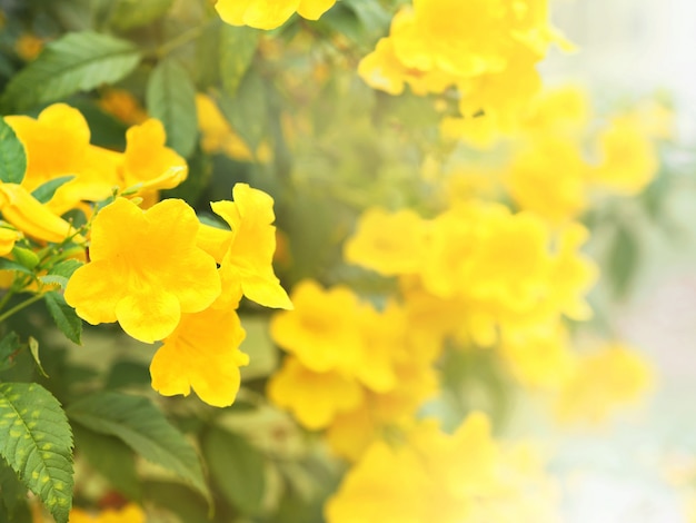 Yellow elder or Trumpetbush flowers