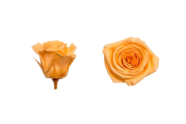 Yellow engagement rose isolated on white background