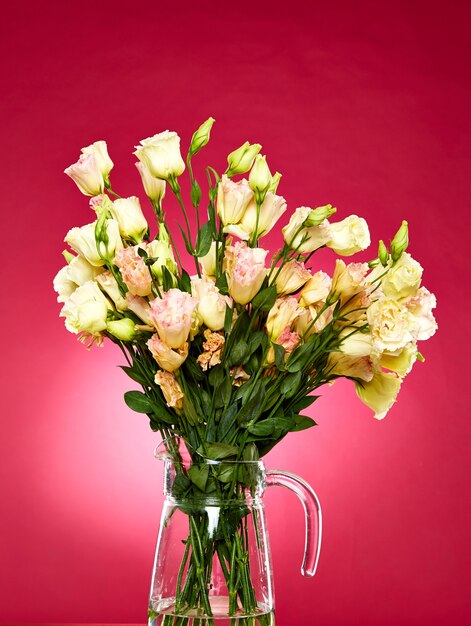 Yellow eustoma on a red background.