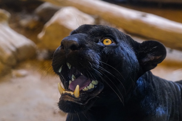 The yellow eye of the black panther