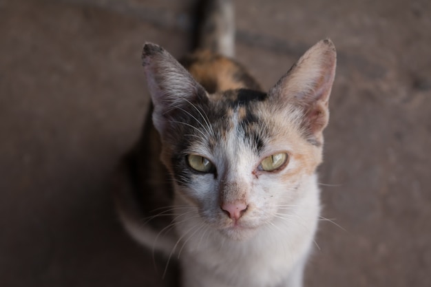 Yellow eye Cat.