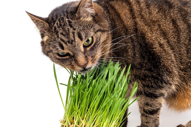 Yellow eyed tabby cat eating fresh green grass closeup on white background with selective focus and blur