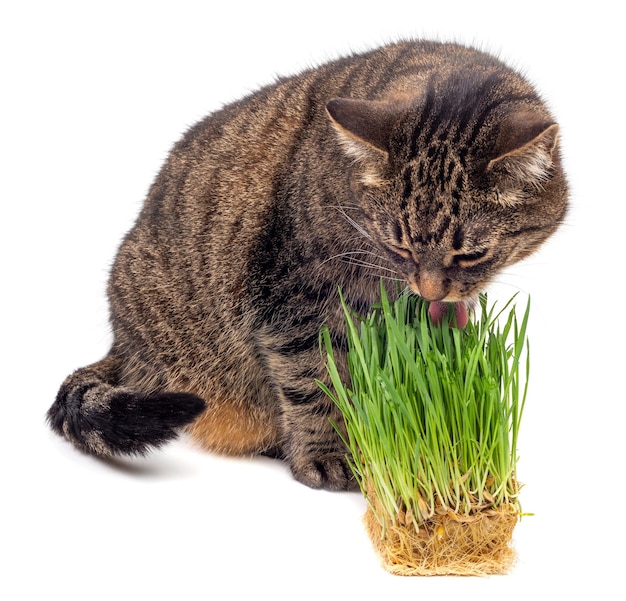 Yellow eyed tabby cat eating fresh green oats sprouts closeup isolated on white background with selective focus and blur