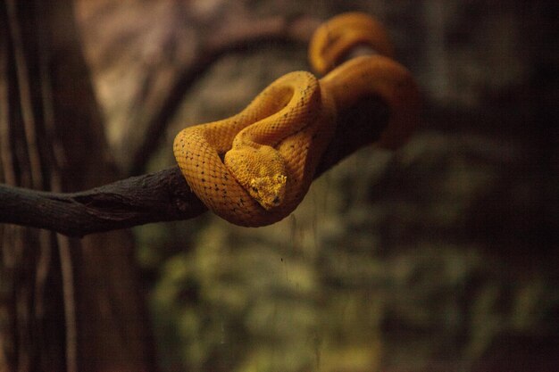 Premium Photo | Yellow eyelash viper snake bothriechis schlegelii coils