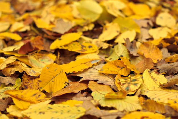 Yellow fall leaves lying on the ground