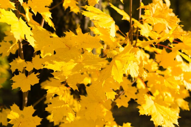 Yellow fall maple leafs illuminated by sun natural background.