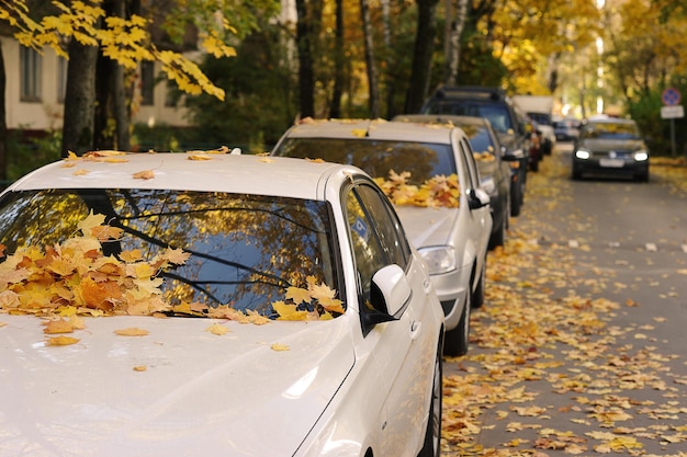 Yellow fallen autumn leaves by car - autumn leaf fall