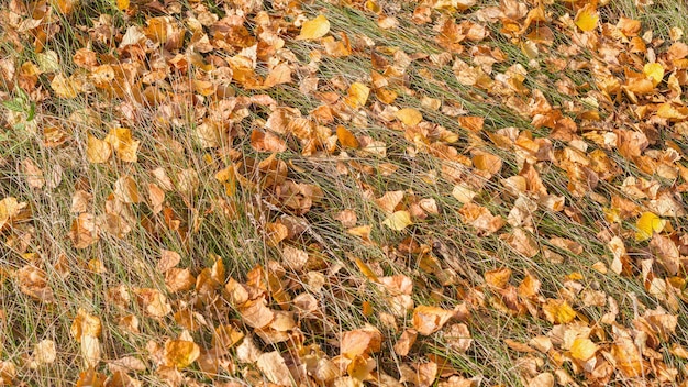 Yellow fallen autumn leaves lying on the ground