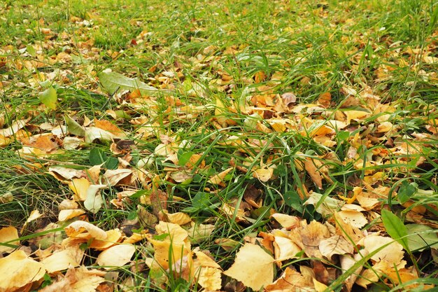 Yellow fallen foliage on the green grass. Early autumn.