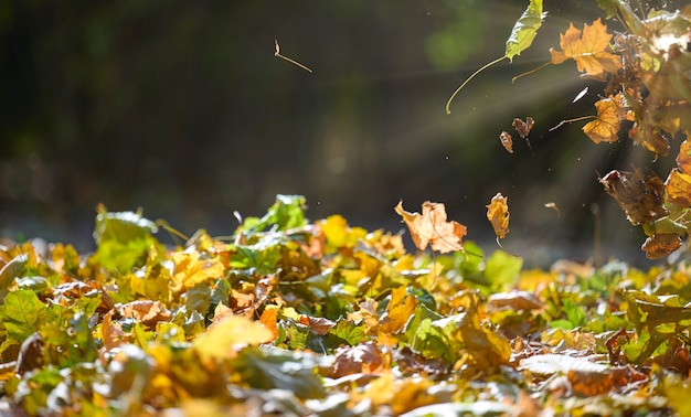Желтые опавшие листья летают в осеннем парке. Идиллическая сцена днем в пустом парке, выборочный фокус