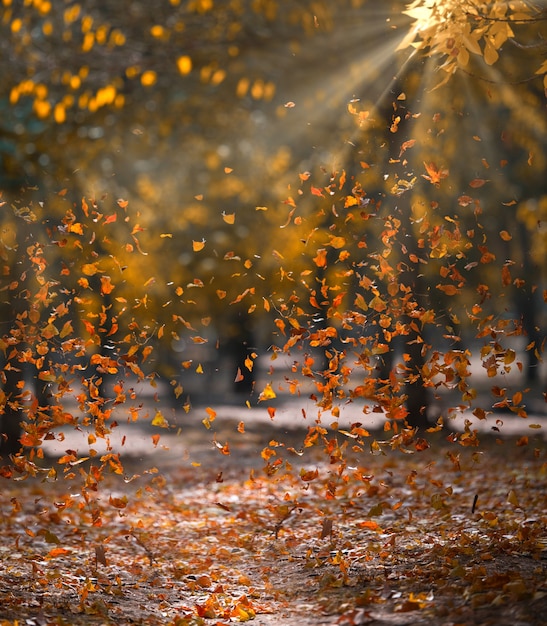 Yellow fallen leaves fly in the autumn park. Idyllic scene in the afternoon in an empty park