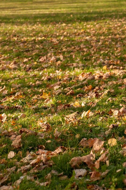 Foglie gialle cadute sull'erba verde nel parco come sfondo solido con bordi sfocati