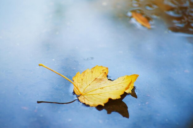 Yellow fallen leaves lie on the surface of the puddle in autumn