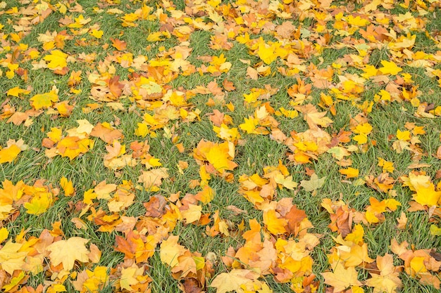 秋の季節に緑の草の上に黄色い落ちたカエデの葉。秋のテーマ。上面図。