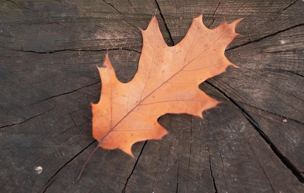 Yellow fallen oak leaves on an old tree stub autumn leaf fall
copy space old stub in autumn park wit