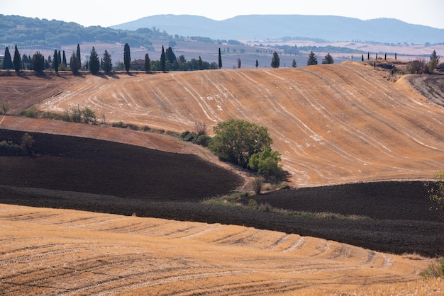 イタリア トスカーナ州の夏に黄色の農地フィールド