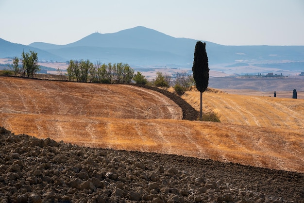 Yellow farmland fields in summer in Tuscany Italy