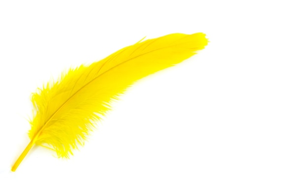 写真 黄色の羽の白い背景