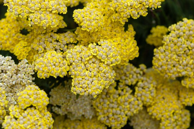 Желтый лист папоротника тысячелистник achillea filipendulina цветет летом