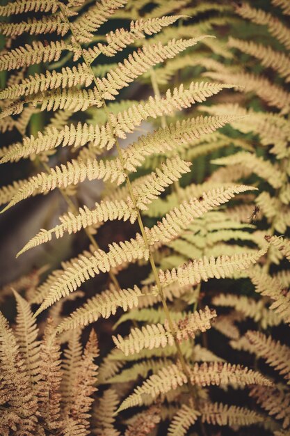 Yellow fern leaf