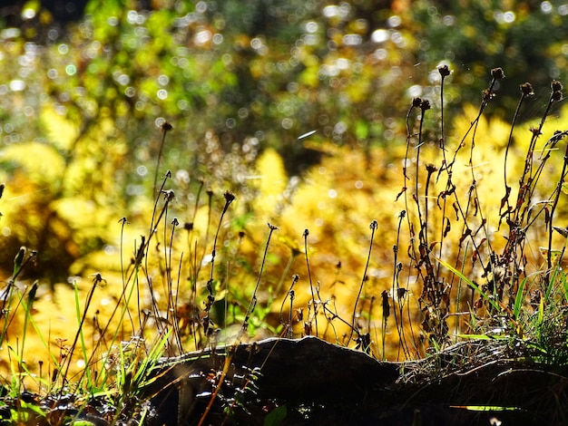 Photo yellow fern