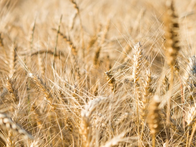 Yellow field of agriculture with ripe wheat farming