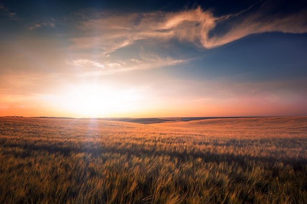 Yellow Field and Beautiful Sunset