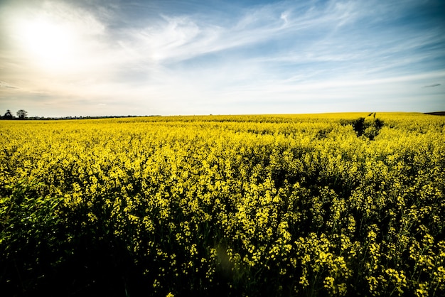 Yellow field and blue sky