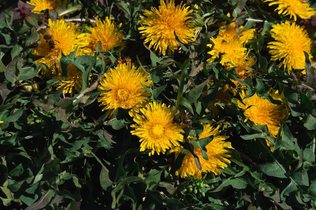 민들레의 노란 들판 초원에 많은 노란 야생화 꿀벌이 꿀을 모으다