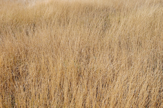 Yellow field dry grass field grassland background