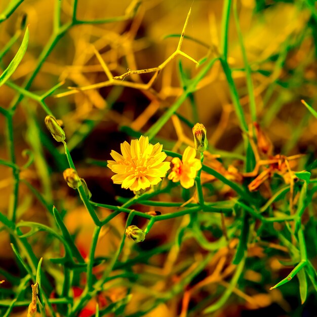 Yellow field flower. Spring mood