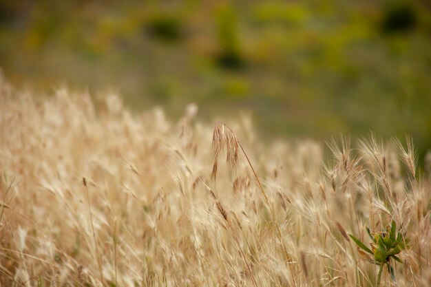 Yellow field and mountain