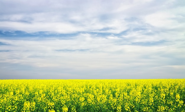 Yellow field rapeseed in bloom. Beautiful Landscape