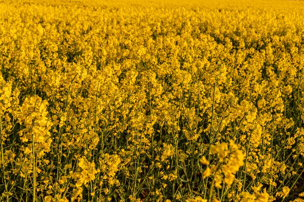 Yellow field of rapeseed in the evening