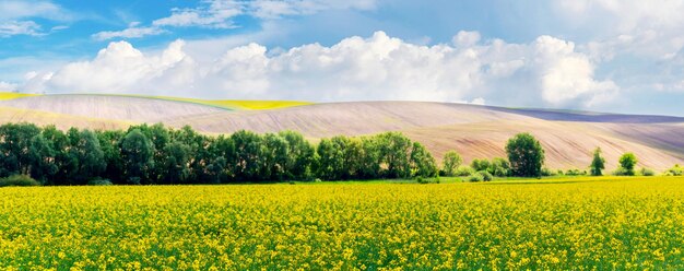 Yellow field during rapeseed flowering. Trees in a field with rapeseed and picturesque sky in sunny weather