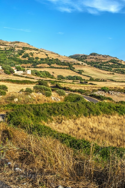 Yellow field in Sardinian countryside Italy