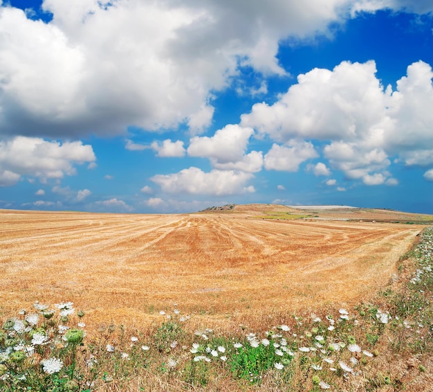 Yellow field under a scenic sky